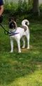 . Sheba (Courtesy Listing-Shelter) .