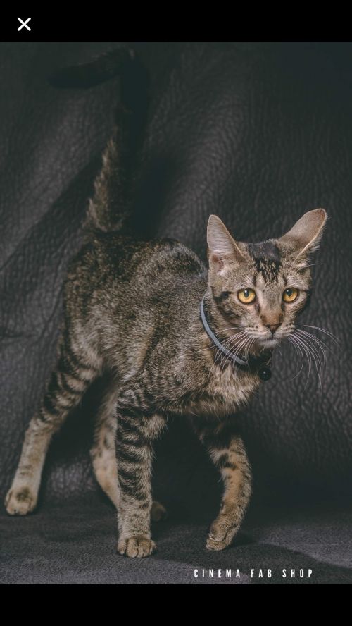 . Meeka .