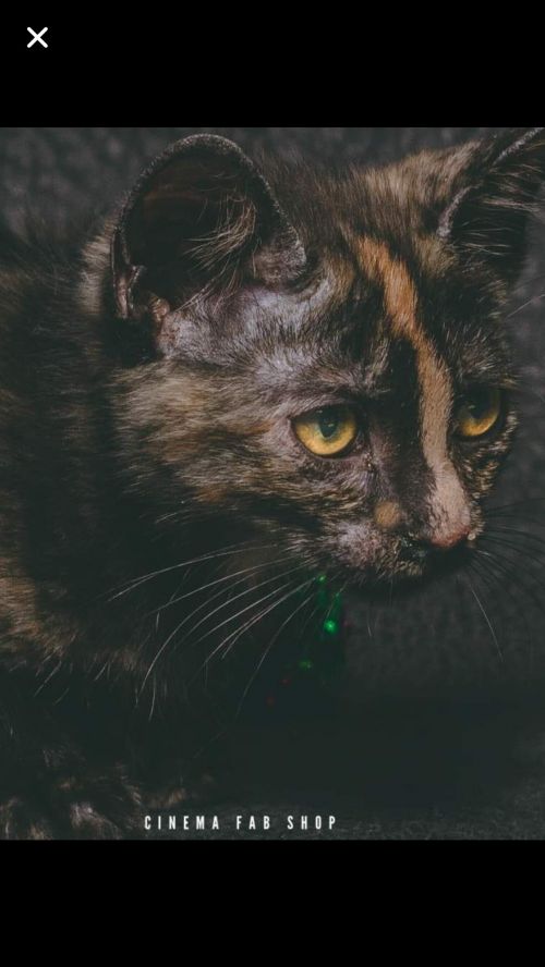 . Nutmeg .