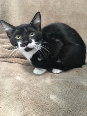 . Tiga .