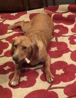 . Louie the bassador .
