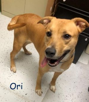 . Ori .