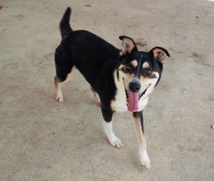 . Koda .