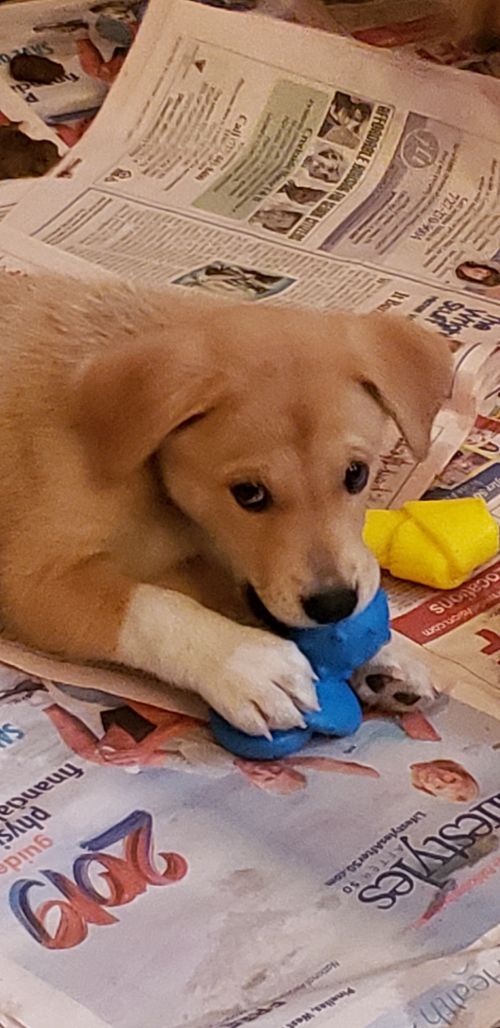 . Ariana Beck! PUPPY .