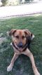 Rico German Shepherd Rescue of the Rockies - Rico