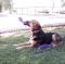 Rico German Shepherd Rescue of the Rockies - Rico