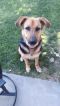Rico German Shepherd Rescue of the Rockies - Rico