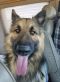 Zeus German Shepherd Rescue of the Rockies - Zeus
