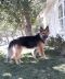 Zeus German Shepherd Rescue of the Rockies - Zeus