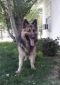 Zeus German Shepherd Rescue of the Rockies - Zeus