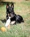 Leo German Shepherd Rescue of the Rockies - Leo