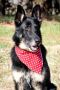 Leo German Shepherd Rescue of the Rockies - Leo