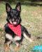 Leo German Shepherd Rescue of the Rockies - Leo