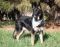 Leo German Shepherd Rescue of the Rockies - Leo