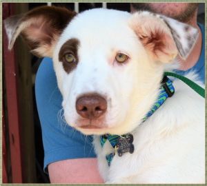 . Alvin Puppy - Adoption Pending!! .
