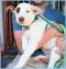 . Alvin Puppy - Adoption Pending!! .