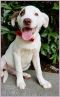 . Alvin Puppy - Adoption Pending!! .