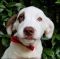 . Alvin Puppy - Adoption Pending!! .