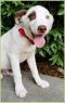 . Alvin Puppy - Adoption Pending!! .