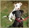 . Alvin Puppy - Adoption Pending!! .