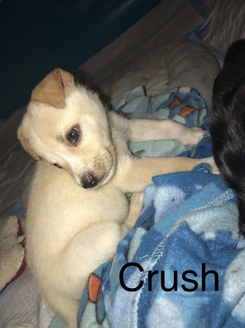 . Crush .