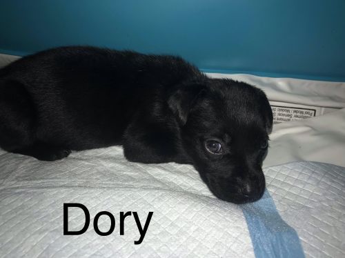 . Dory .