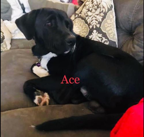 . ACE .