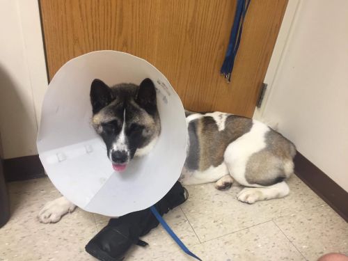 Available - Big East Akita Rescue