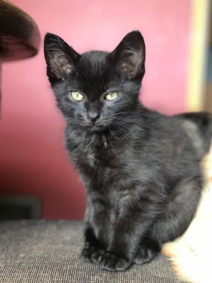 Photo of Sirius