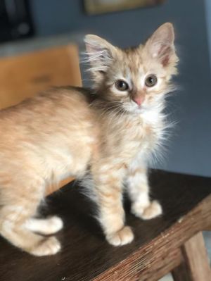 Photo of Hedwig