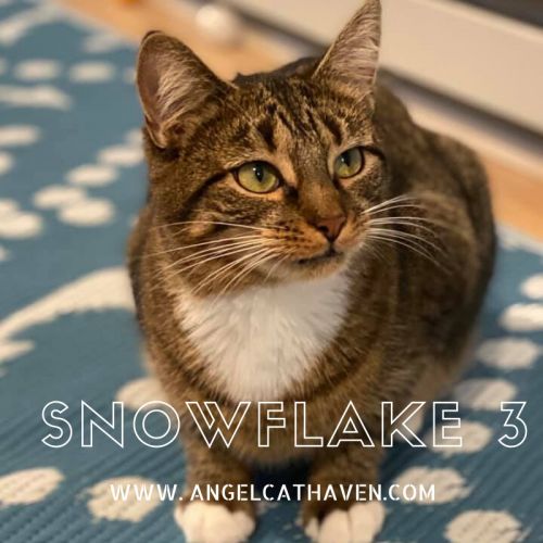 . Snowflake 3 .