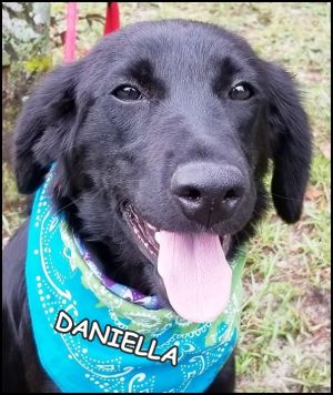 . Daniella Pup - Available July 21st .