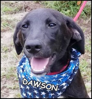 . Dawson Pup - Available July 21st .