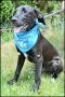 . Dawson Pup - Available July 21st .