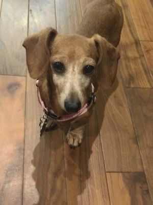 . Patty - ADOPTION PENDING .