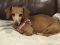 . Patty - ADOPTION PENDING .