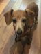 . Patty - ADOPTION PENDING .