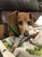 . Patty - ADOPTION PENDING .