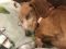 . Patty - ADOPTION PENDING .