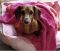 . Patty - ADOPTION PENDING .