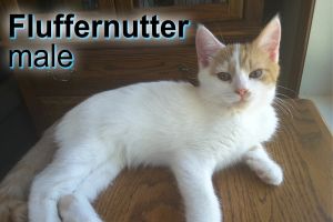 . Fluffernutter .