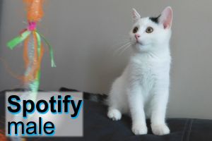 . Spotify .