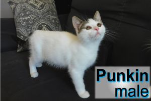 . Punkin .
