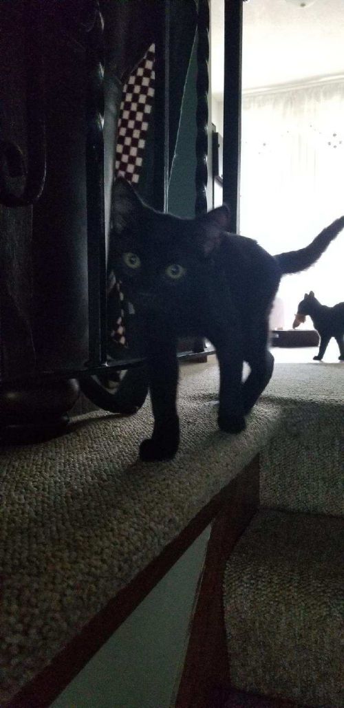 . Patriot kittens .