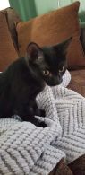 . Patriot kittens .
