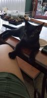 . Patriot kittens .