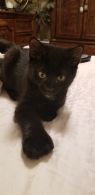 . Patriot kittens .