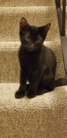 . Patriot kittens .