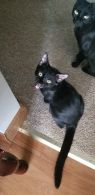 . Patriot kittens .