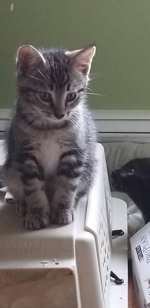 . Mikayla kittens .